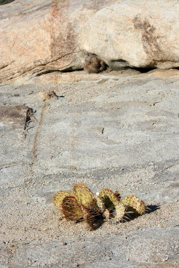Cactus on the rocks (2446)