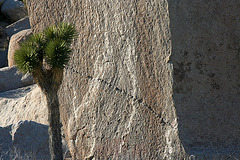 Joshua Tree (2502) Joshua Tree (2502)