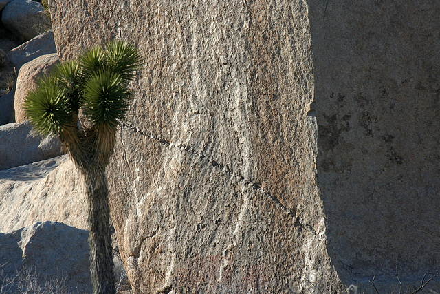 Joshua Tree (2502)