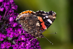 20110707 6181RTw [D~LIP] Admiral, Bad Salzuflen