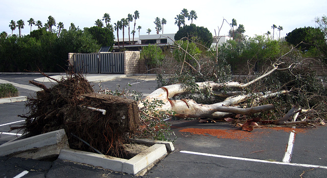 Wind Damage (1779)