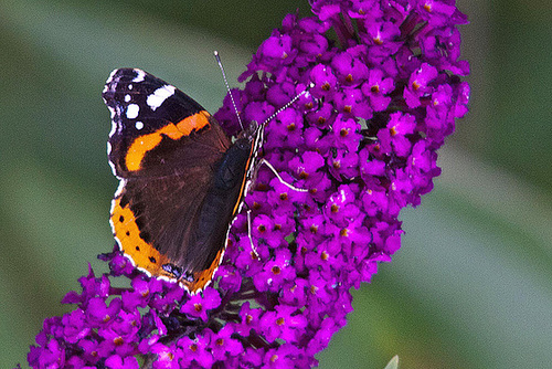 20110707 6192RTw [D~LIP] Admiral (Vanessa atalanta), Bad Salzuflen