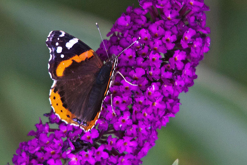 20110707 6192RTw [D~LIP] Admiral (Vanessa atalanta), Bad Salzuflen