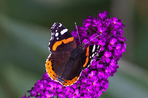 20110707 6194RTw [D~LIP] Admiral (Vanessa atalanta), Bad Salzuflen