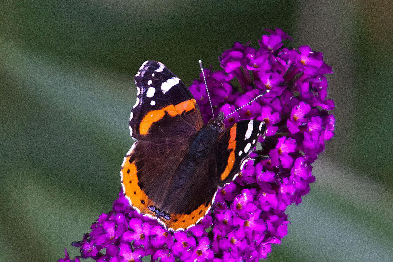 20110707 6194RTw [D~LIP] Admiral (Vanessa atalanta), Bad Salzuflen