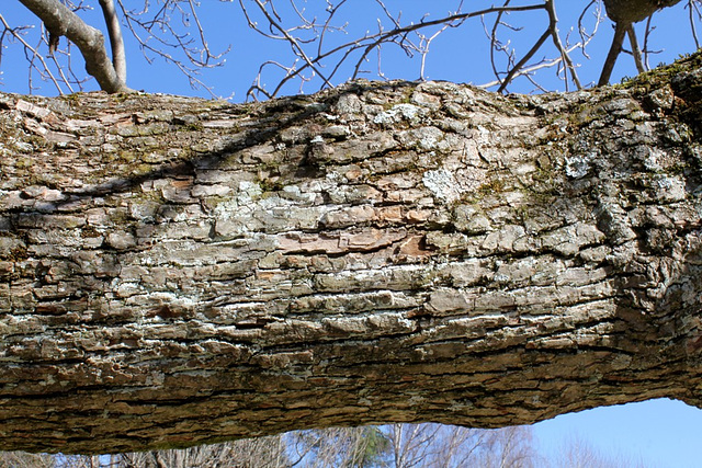 Magnolia acuminata acci