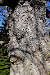 Magnolia acuminata acci