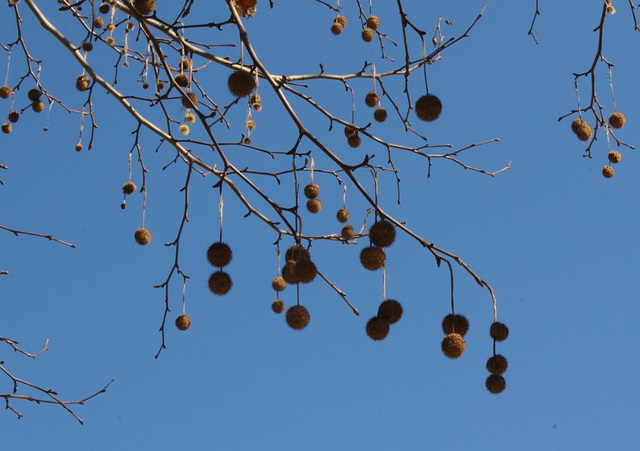 Platane (3)