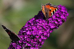 20110707 6200RTw [D~LIP] Admiral, Kleiner Fuchs, Bad Salzuflen