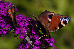 20110707 6203RTw [D~LIP] Tagpfauenauge, Bad Salzuflen