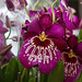 20120301 7415RAw [D~LIP] Orchidee, Bad Salzuflen: Orchideenschau