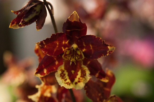 20120301 7413RAw [D~LIP] Orchidee, Bad Salzuflen: Orchideenschau