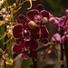 20120301 7411RAw [D~LIP] Orchidee, Bad Salzuflen: Orchideenschau