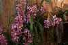 20120301 7406RAw [D~LIP] Orchidee, Bad Salzuflen: Orchideenschau