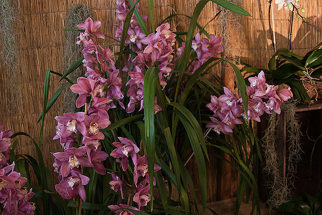 20120301 7406RAw [D~LIP] Orchidee, Bad Salzuflen: Orchideenschau