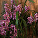 20120301 7406RAw [D~LIP] Orchidee, Bad Salzuflen: Orchideenschau