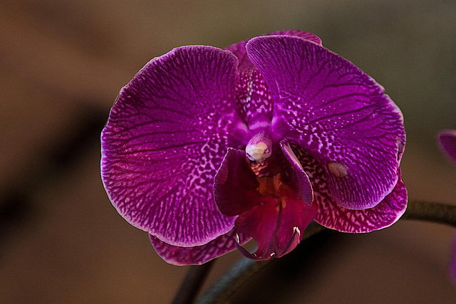 20120301 7405RAw [D~LIP] Orchidee, Bad Salzuflen: Orchideenschau