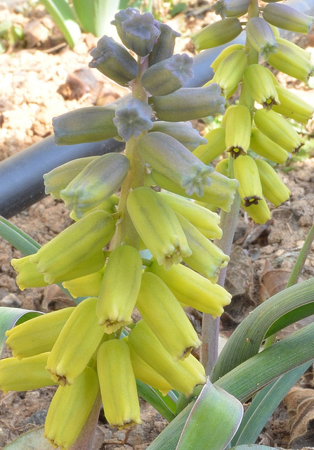 Muscari macrocarpum DSC 0083