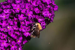 20110707 6205RTw [D~LIP] Insekt, Bad Salzuflen