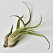 Tillandsia caput-medusae DSC 0099