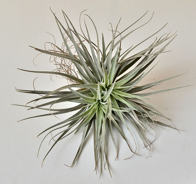 Tillandsia stricta 'cotton candy' DSC 0101