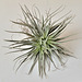 Tillandsia stricta 'cotton candy' DSC 0101