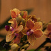 20120301 7400RAw [D~LIP] Orchidee, Bad Salzuflen: Orchideenschau