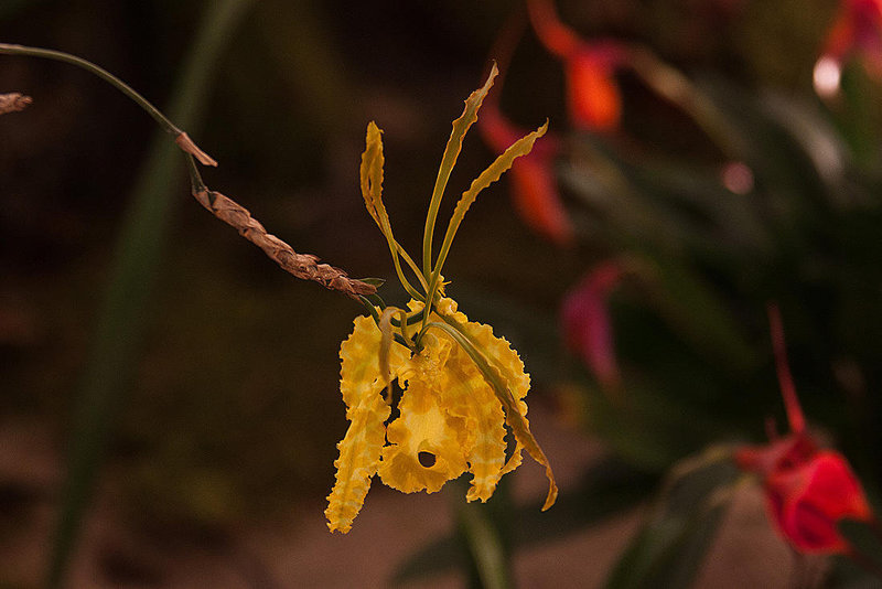 20120301 7399RAw [D~LIP] Orchidee, Bad Salzuflen: Orchideenschau