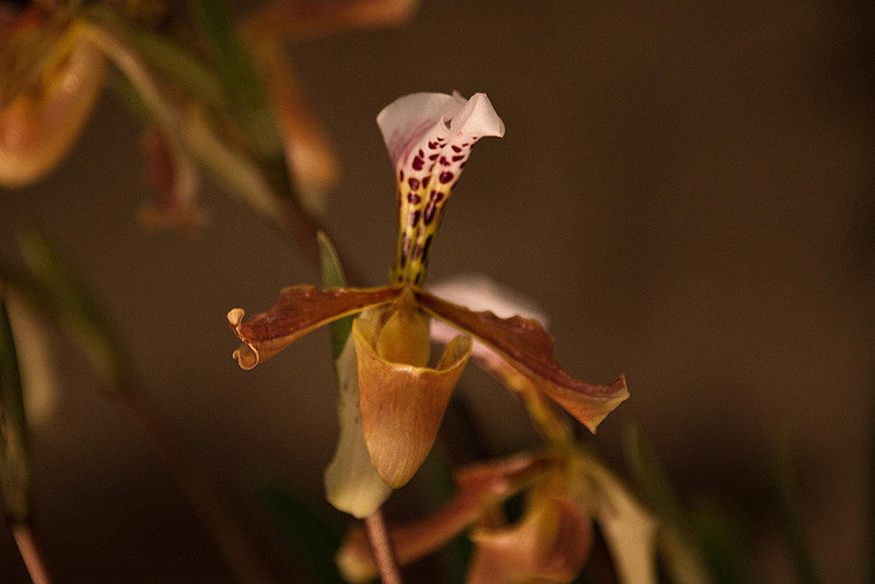 20120301 7394RAw [D~LIP] Orchidee, Bad Salzuflen: Orchideenschau