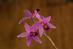 20120301 7393RAw [D~LIP] Orchidee, Bad Salzuflen: Orchideenschau