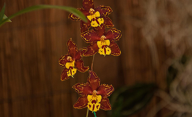 20120301 7390RAw [D~LIP] Orchidee, Bad Salzuflen: Orchideenschau