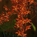 20120301 7389RAw [D~LIP] Orchidee, Bad Salzuflen: Orchideenschau