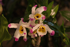 20120301 7388RAw [D~LIP] Orchidee, Bad Salzuflen: Orchideenschau