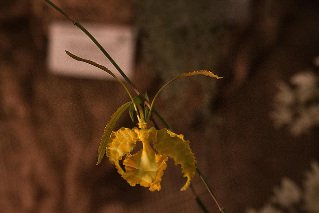 20120301 7387RAw [D~LIP] Orchidee, Bad Salzuflen: Orchideenschau