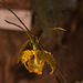 20120301 7387RAw [D~LIP] Orchidee, Bad Salzuflen: Orchideenschau