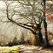 Quercus robur, Chemin de Bibracte à Alésia