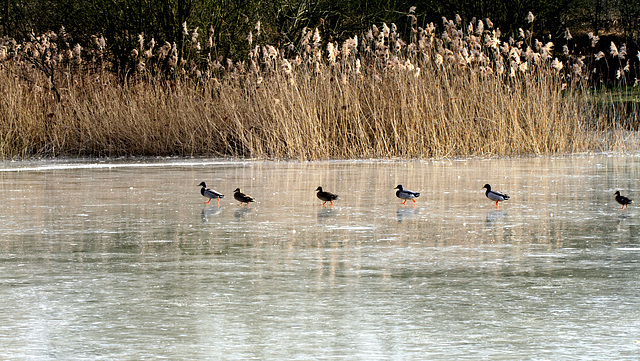 Patinoire