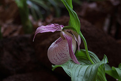 20120301 7381RAw [D~LIP] Orchidee, Bad Salzuflen: Orchideenschau