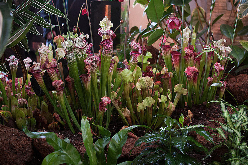 20120301 7379RAw Kannenpflanze (Fleischfresser)