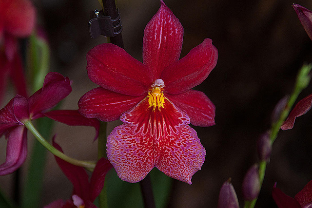 20120301 7370RAw [D~LIP] Orchidee, Bad Salzuflen