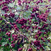 Autumn fruit in the hawthorn hedge