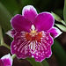 20120301 7369RAw [D~LIP] Orchidee, Bad Salzuflen