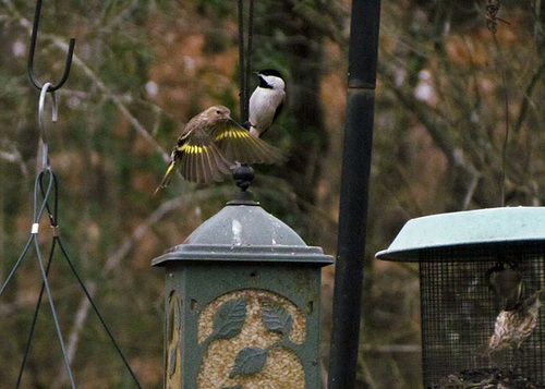 Pine Siskin in Flight