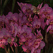 20120301 7363RAw [D~LIP] Orchidee, Bad Salzuflen