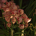 20120301 7362RAw [D~LIP] Orchidee, Bad Salzuflen