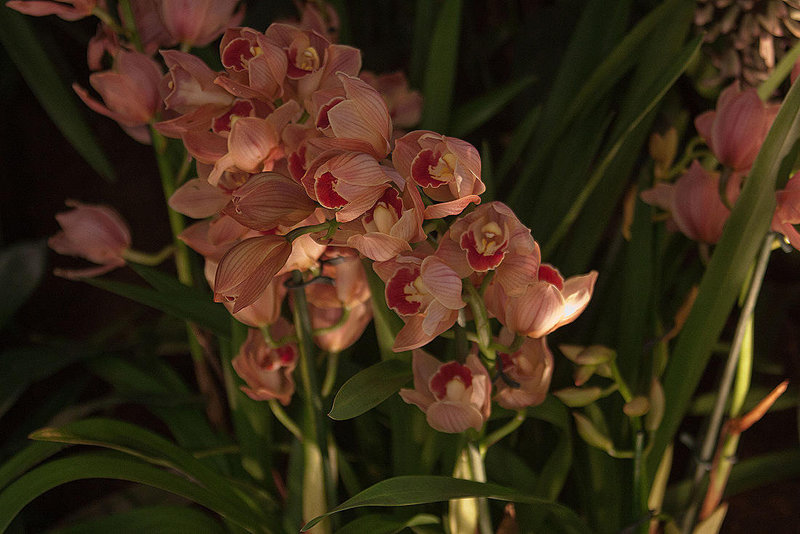 20120301 7362RAw [D~LIP] Orchidee, Bad Salzuflen