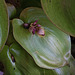 20120301 7361RAw [D~LIP] Orchidee, Bad Salzuflen