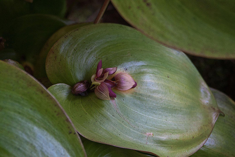 20120301 7360RAw [D~LIP] Orchidee, Bad Salzuflen