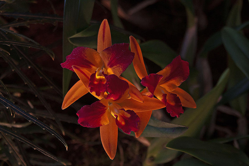 20120301 7359RAw [D~LIP] Orchidee, Bad Salzuflen