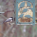 Goldfinch and Carolina Chickadee